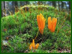 klebriger Hörnling (Calocera viscosa) 1