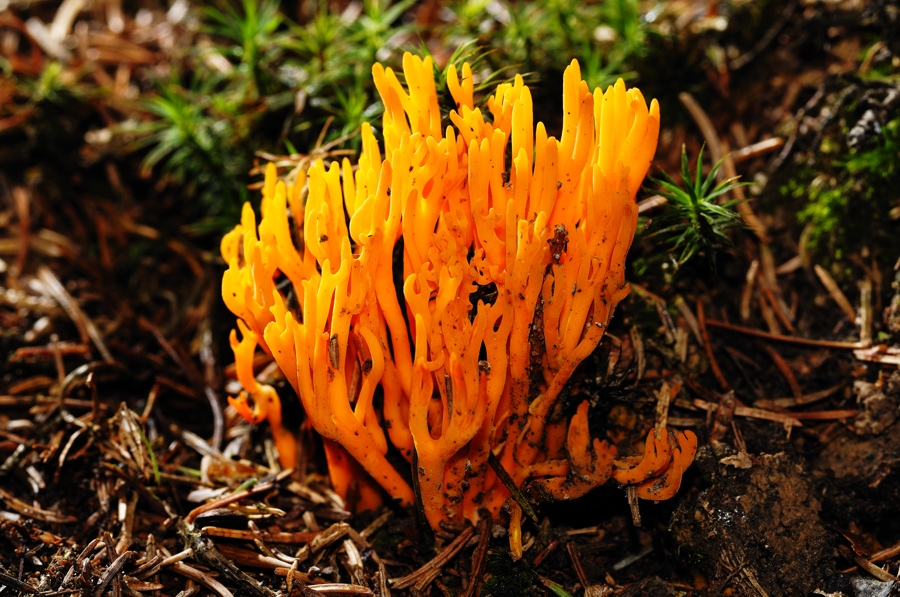 Klebriger Hörnling - (Calocera viscosa)