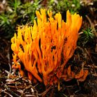 Klebriger Hörnling - (Calocera viscosa)