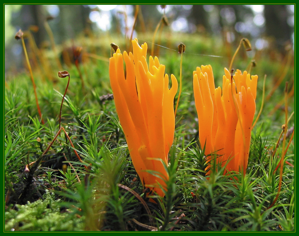 klebriger Hörnling (Calocera viscosa) 2