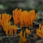 Klebriger Hörnling (Calocera viscosa)