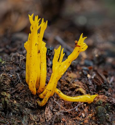 Klebriger Hörnling (Calocera viscosa)