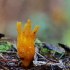 Klebriger Hörnling (Calocera viscosa)