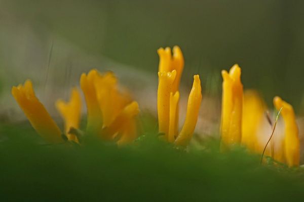 Klebriger Hörnling (Calocera viscosa)