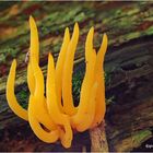 Klebriger Hörnling (Calocera viscosa) ...