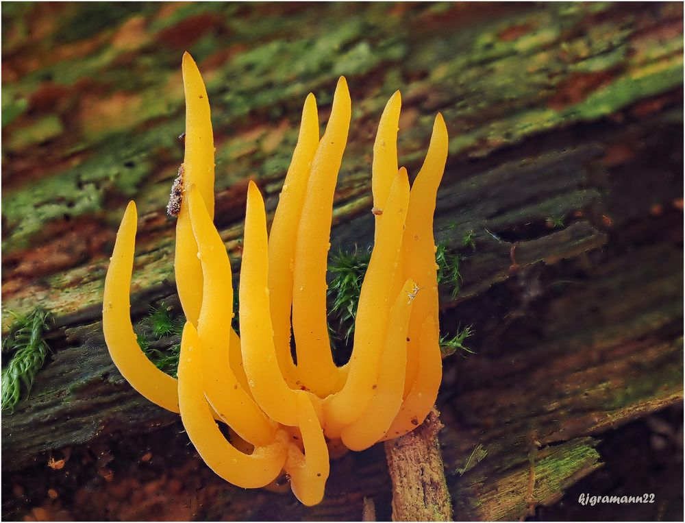 Klebriger Hörnling (Calocera viscosa) ...