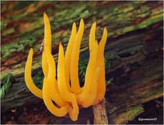 Klebriger Hörnling (Calocera viscosa) ...