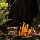 Klebriger Hörnling (Calocera viscosa)