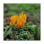 Klebriger Hörnling (Calocera viscosa)