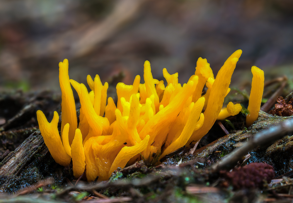 Klebriger Hörnling (Calocera viscosa) …