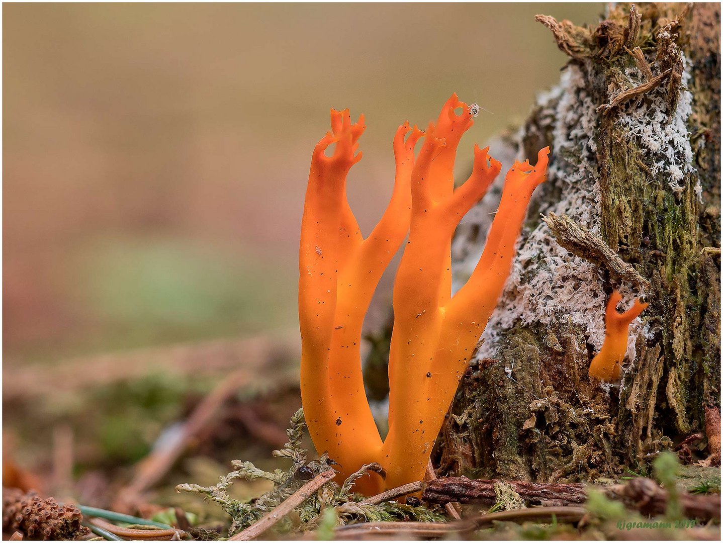 klebriger hörnling (calocera viscosa)......