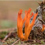 klebriger hörnling (calocera viscosa)......