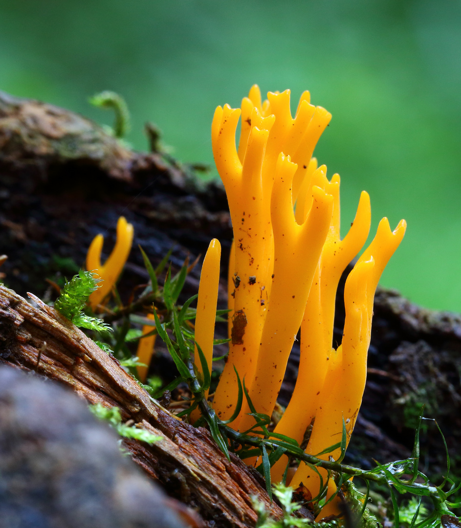 Klebriger Hörnling (Calocera viscosa)