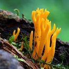 Klebriger Hörnling (Calocera viscosa)