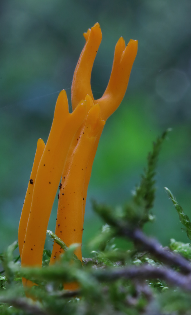 Klebriger Hörnling (Calocera viscosa)