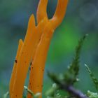 Klebriger Hörnling (Calocera viscosa)