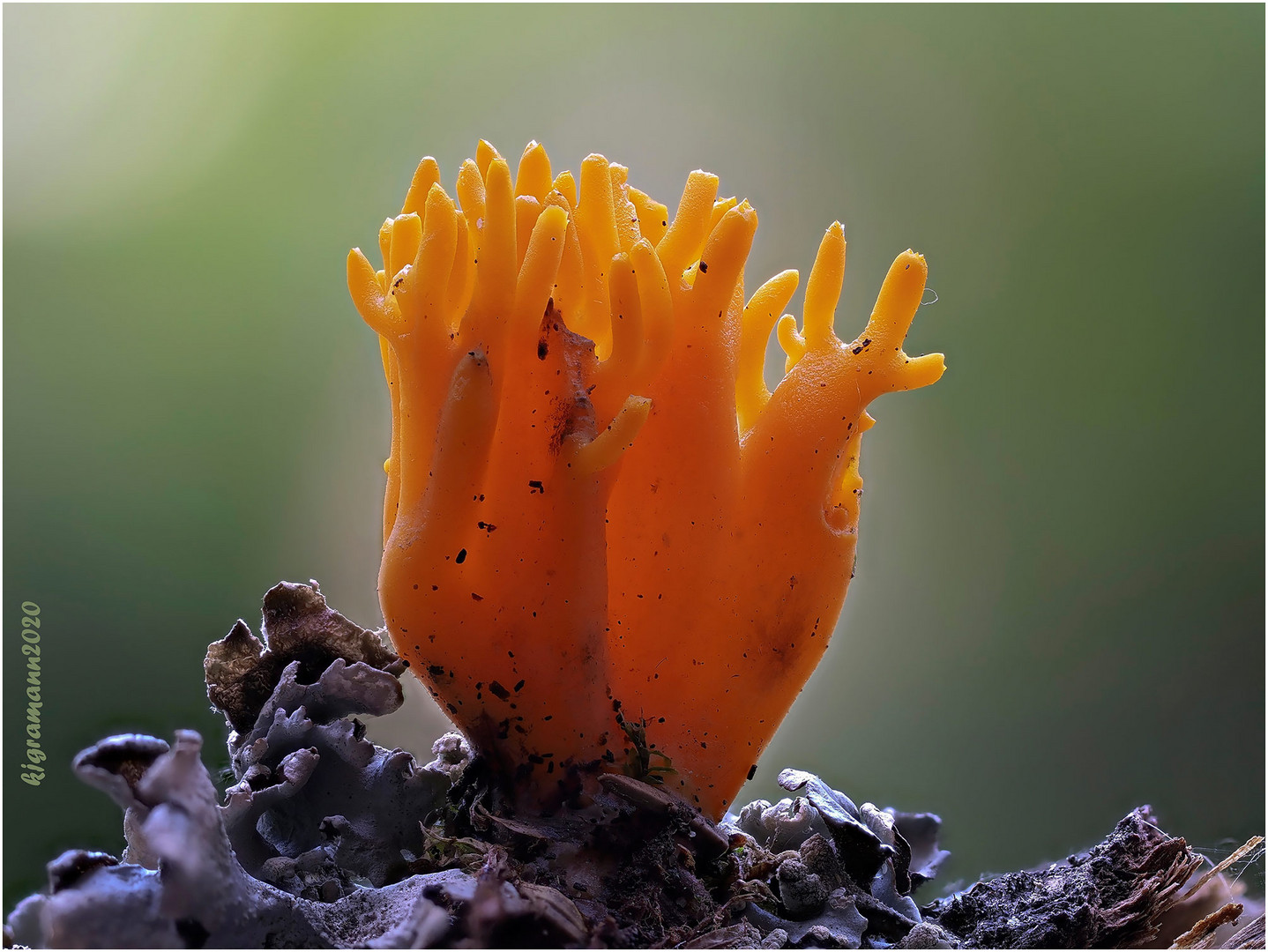 klebriger hörnling (calocera viscosa)...