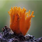 klebriger hörnling (calocera viscosa)...