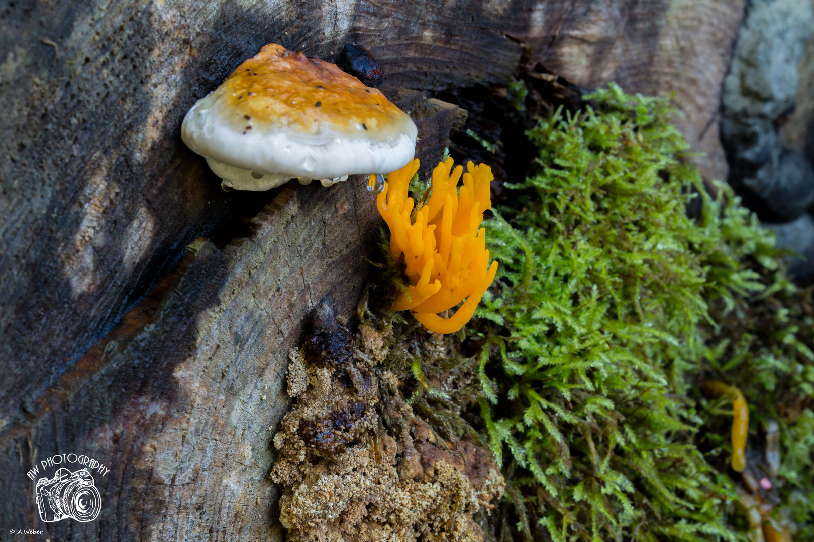 Klebriger Hörnling & ein weißes Holz Pilz glauge ich