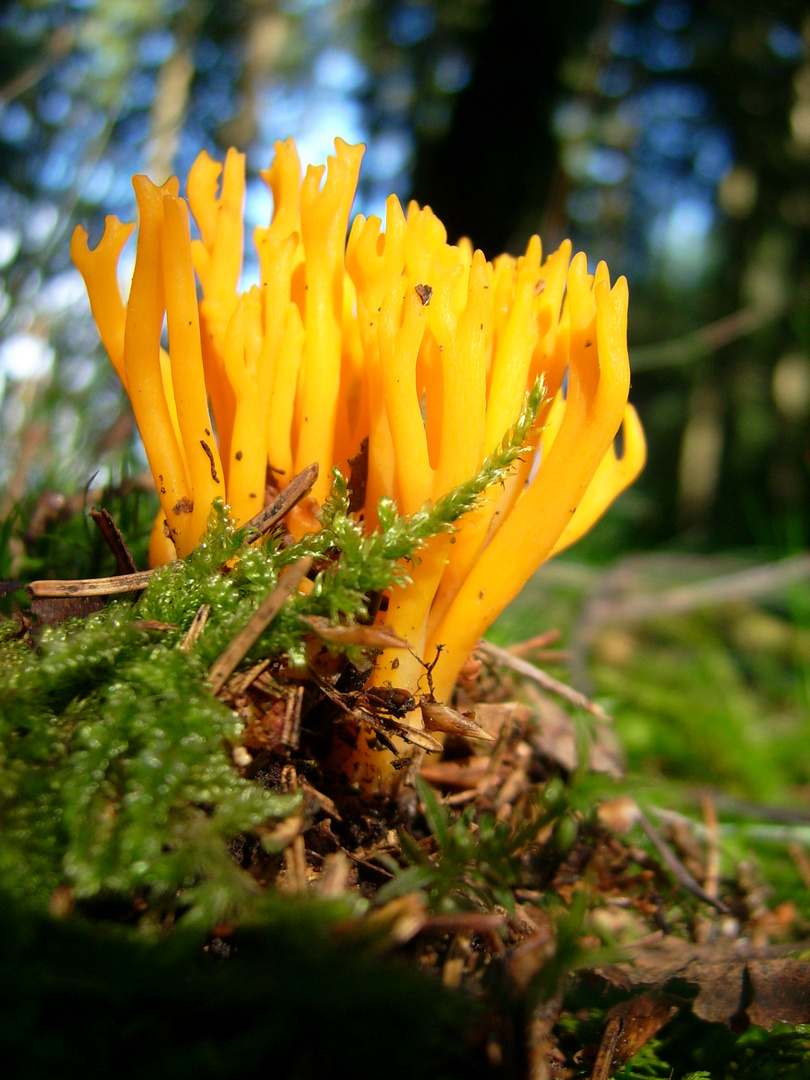 klebriger Hörnling - Schönhorn - Calocera viscosa