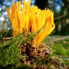 klebriger Hörnling - Schönhorn - Calocera viscosa