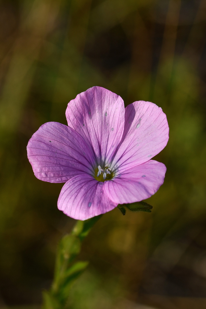 Klebriger Lein in der Schaezler-Wiese (Linum viscosum)