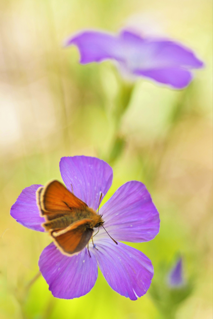 Klebriger Lein, (Linum viscosum)