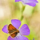 Klebriger Lein, (Linum viscosum)