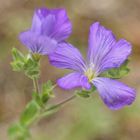 Klebriger Lein, Linum viscosum