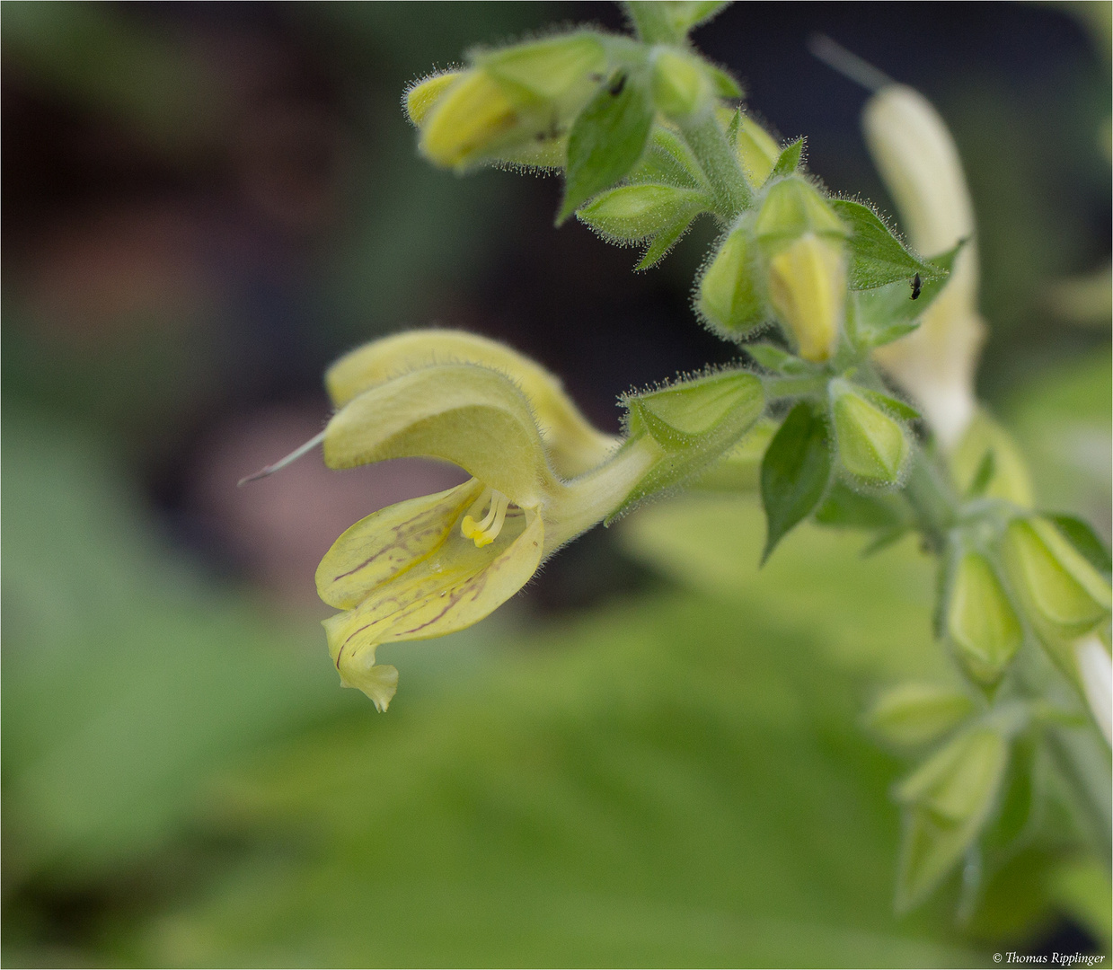 Klebriger Salbei (Salvia glutinosa).......