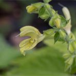 Klebriger Salbei (Salvia glutinosa).......