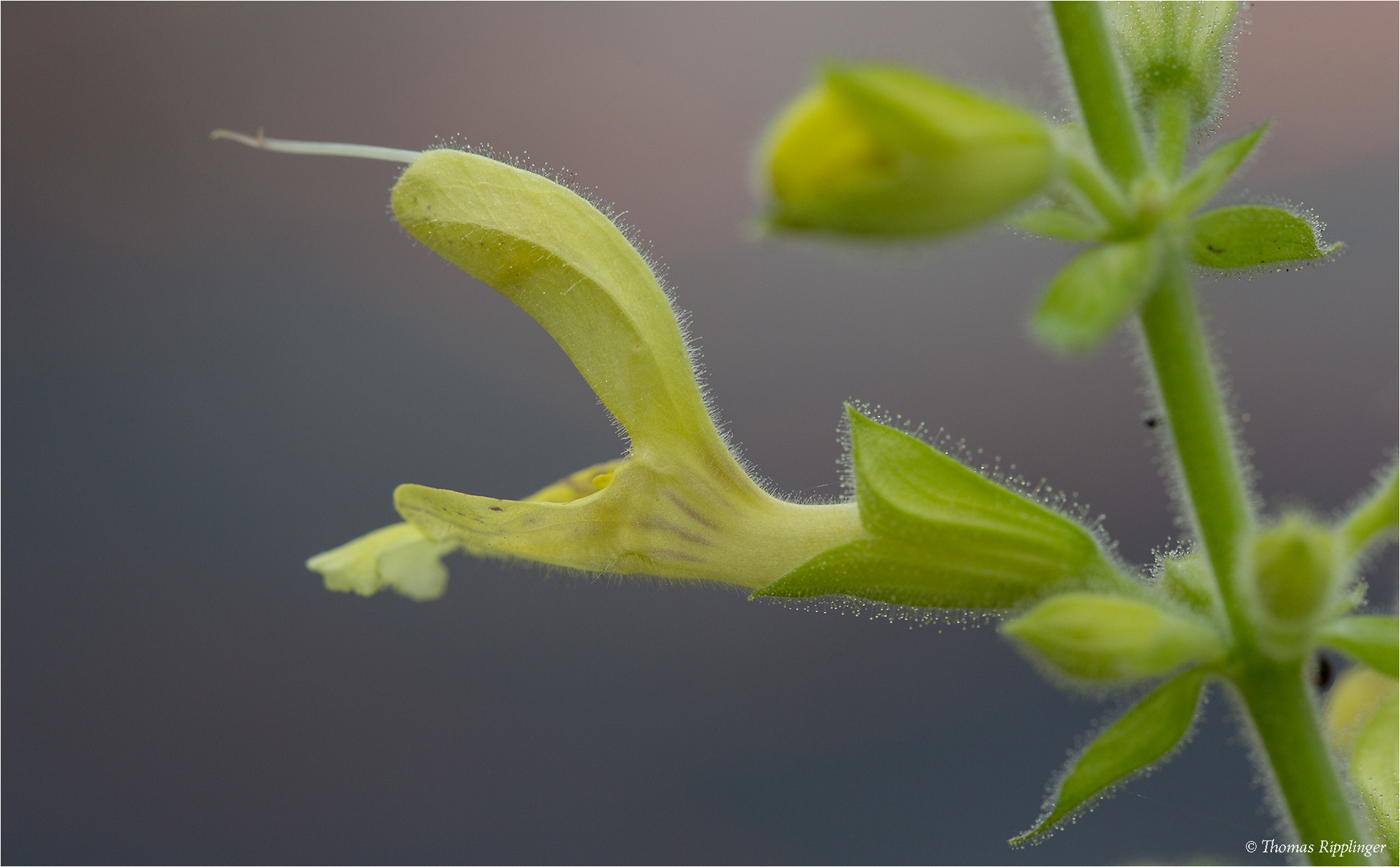 Klebriger Salbei (Salvia glutinosa)...