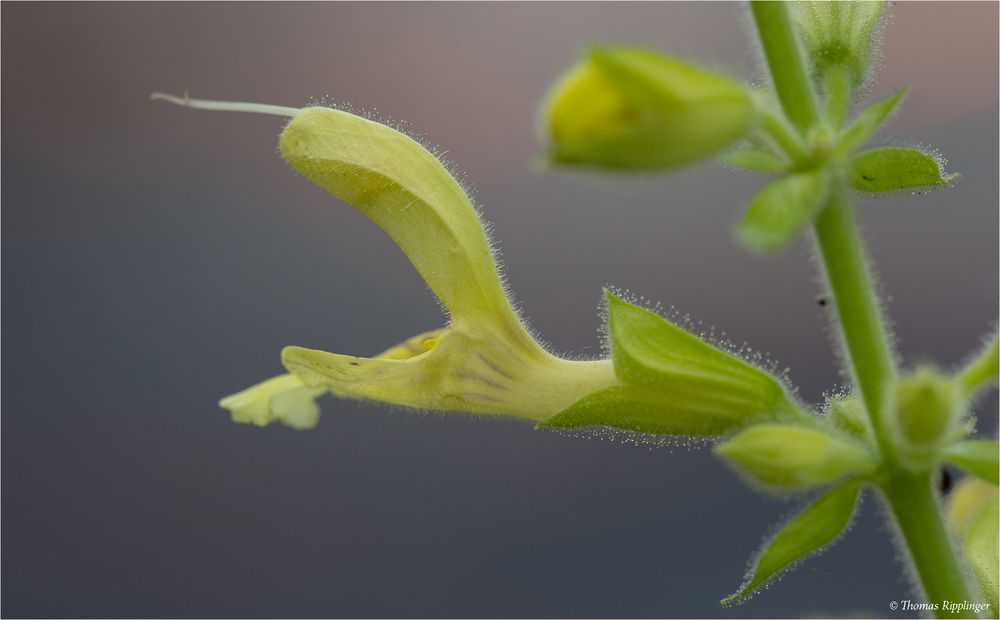 Klebriger Salbei (Salvia glutinosa)... Foto & Bild pflanzen, pilze