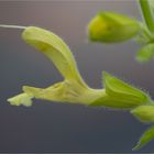 Klebriger Salbei (Salvia glutinosa)...