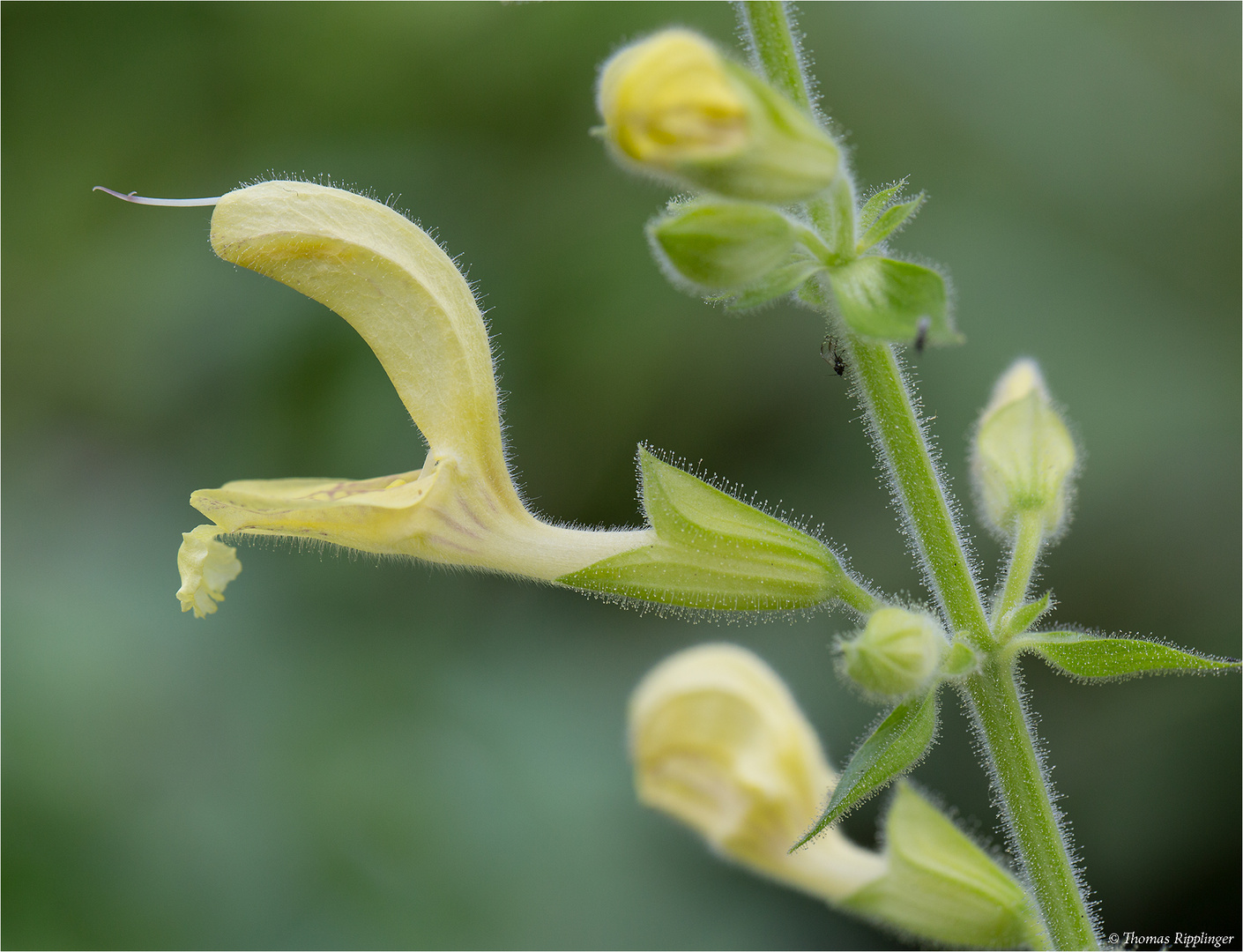 Klebriger Salbei (Salvia glutinosa)....