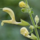 Klebriger Salbei (Salvia glutinosa)....