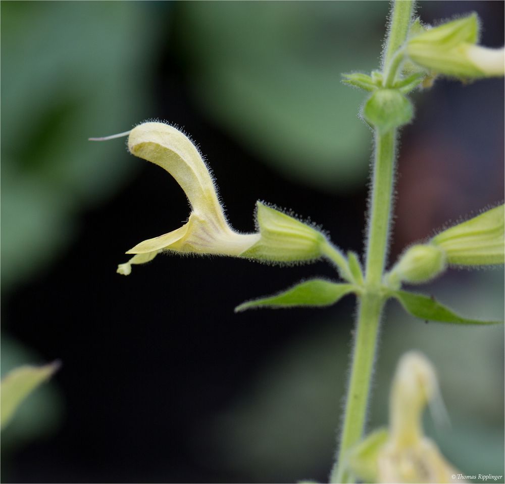 Klebriger Salbei (Salvia glutinosa).. Foto & Bild pflanzen, pilze