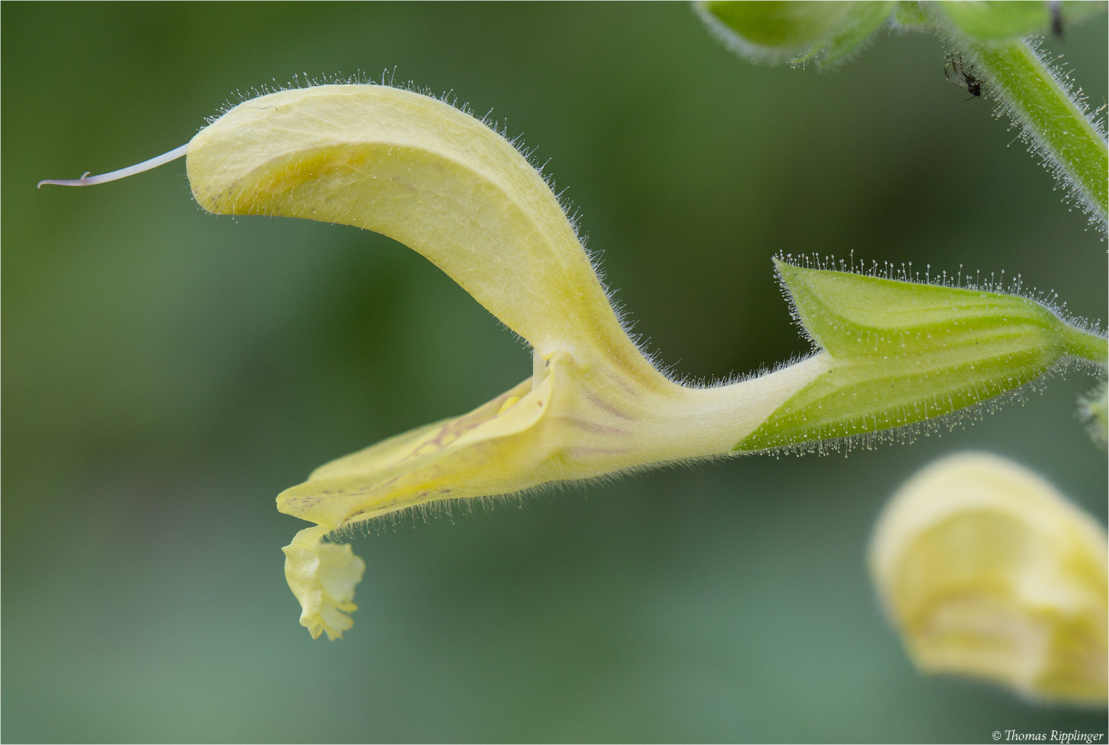 Klebriger Salbei (Salvia glutinosa).....