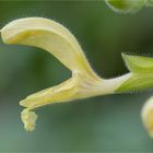 Klebriger Salbei (Salvia glutinosa).....