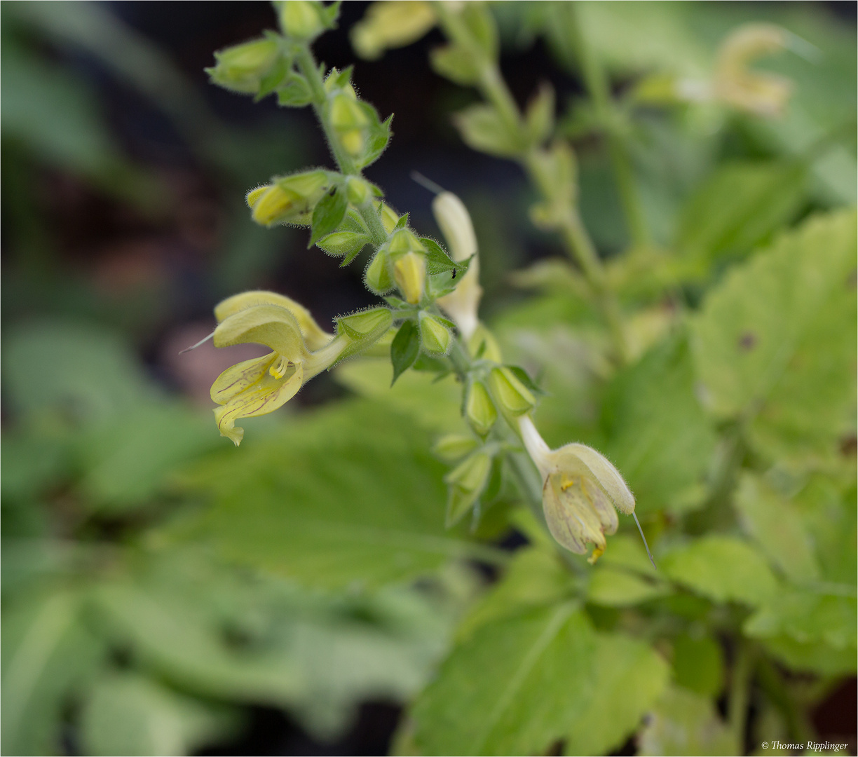 Klebriger Salbei (Salvia glutinosa)......