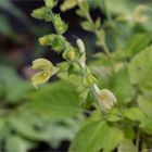 Klebriger Salbei (Salvia glutinosa)......