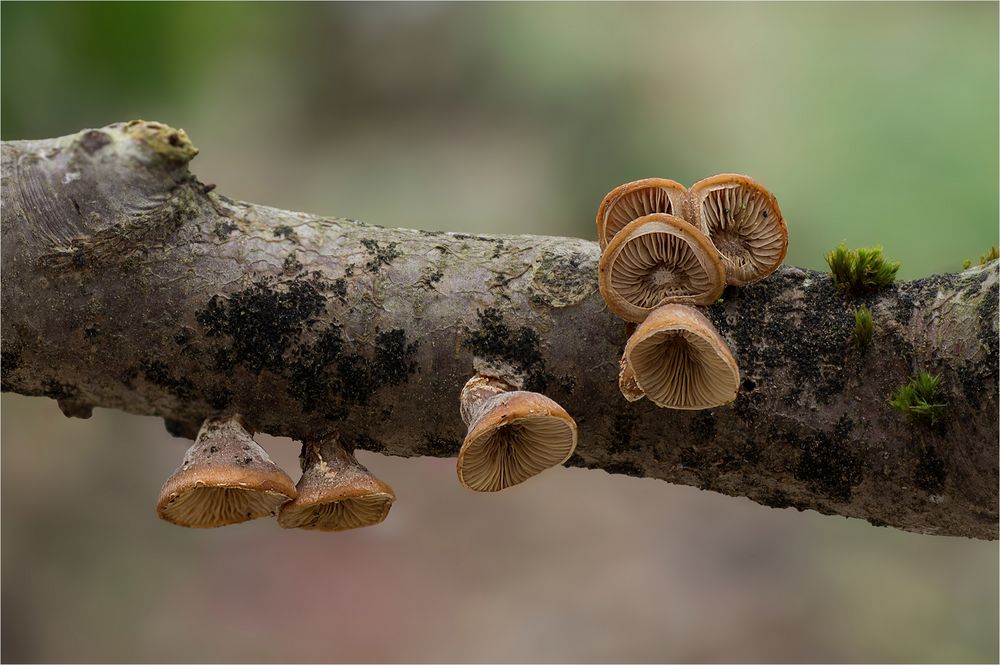 Klebriger Schleierseitling (Tectella patellaris)