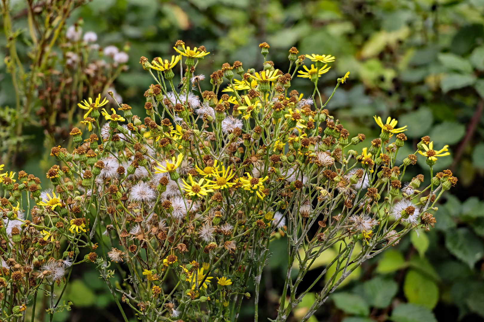 Klebriges Kreuzkraut 1 (Senecio viscosus)