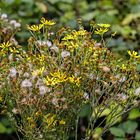 Klebriges Kreuzkraut 1 (Senecio viscosus)