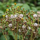 Klebriges Kreuzkraut 2  (Senecio viscosus)