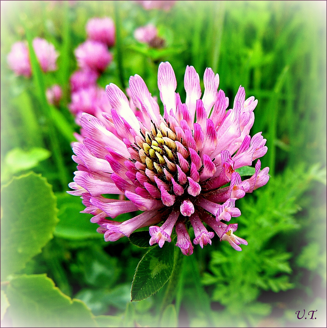 Klee Foto & Bild pflanzen, pilze & flechten, blüten & kleinpflanzen