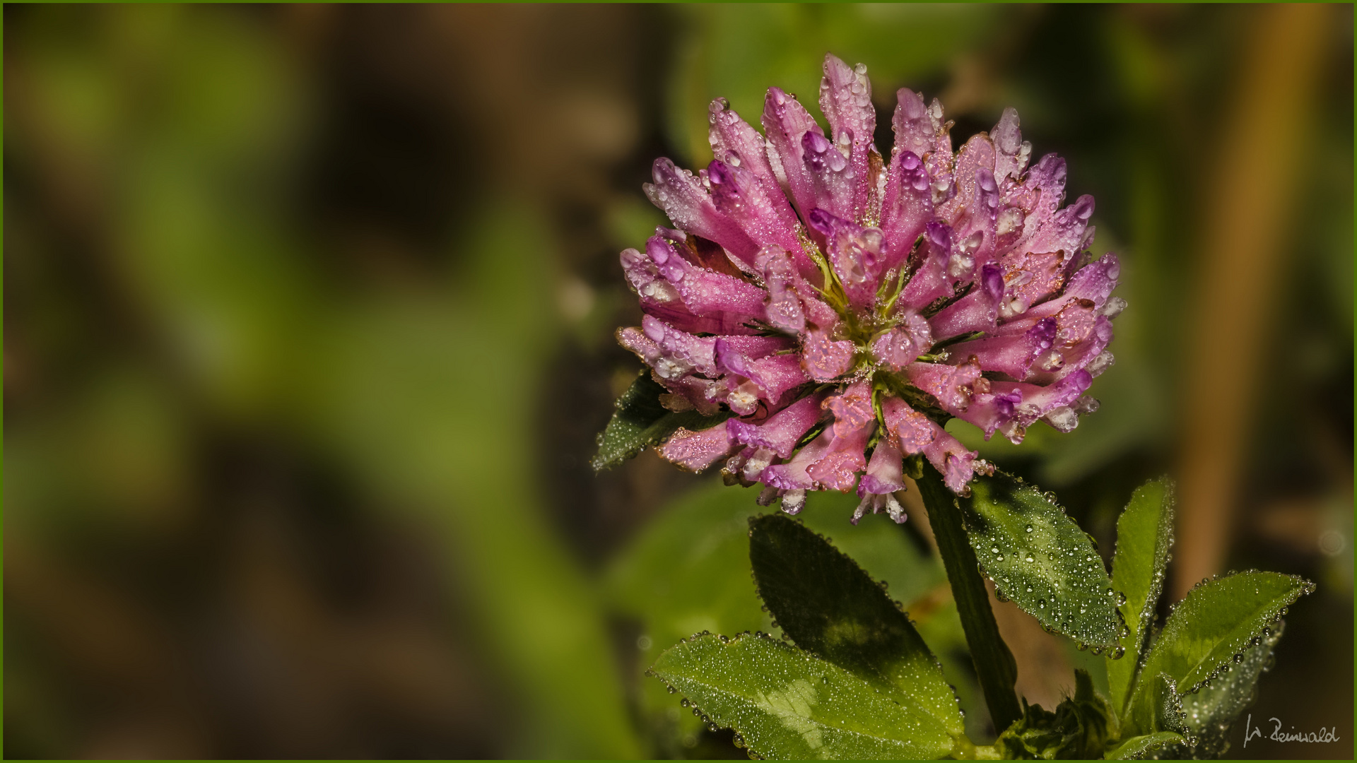 Klee Foto & Bild wiese, natur, pflanzen Bilder auf
