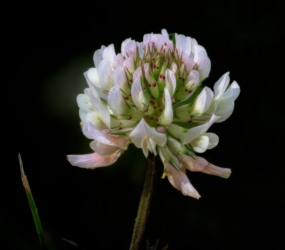 Klee Foto & Bild pflanzen, pilze & flechten, blüten & kleinpflanzen