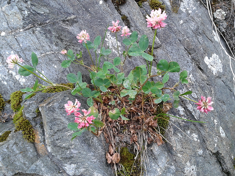 Klee auf Felsen!