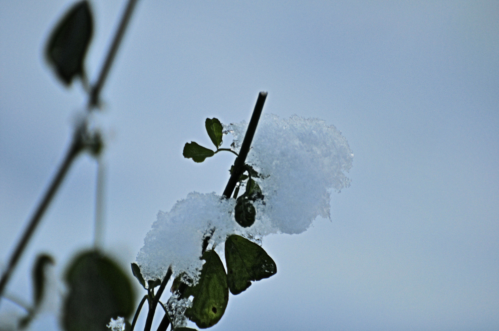 Klee bedeckt mit Schnee